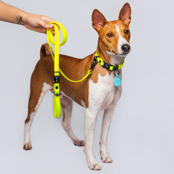 Correa Perros Pequeños (1.6cm de ancho)