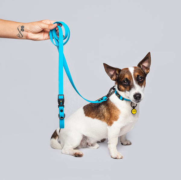 Correa Perros Pequeños (1.6cm de ancho)