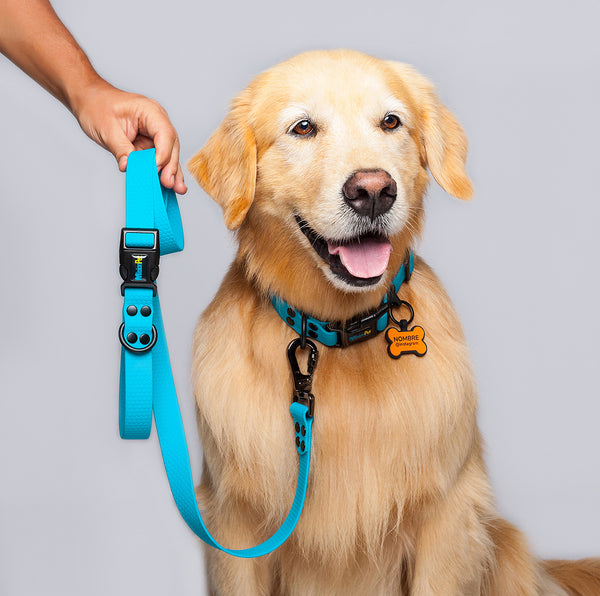 Correa Perros Medianos y Grandes (2.5 Cm de ancho)