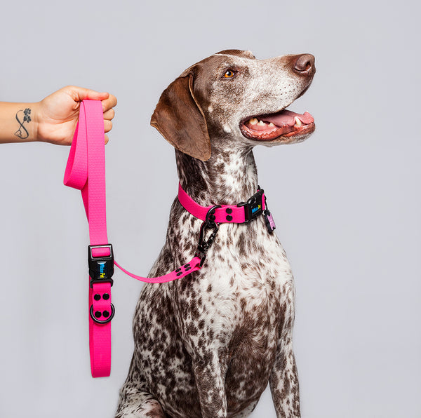 Correa Perros Medianos y Grandes (2.5 Cm de ancho)