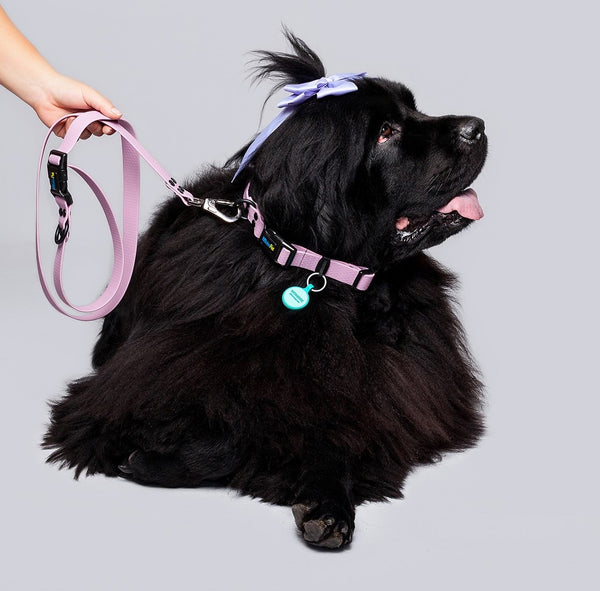 Correa Perros Medianos y Grandes (2.5 Cm de ancho) <b>Colores Glam MIsionPet</b>