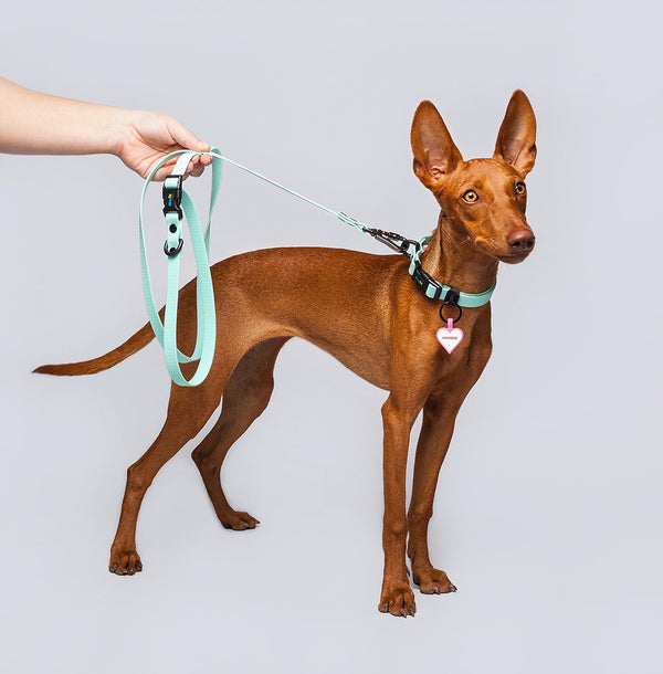 Correa Perros Pequeños (1.6cm de ancho)