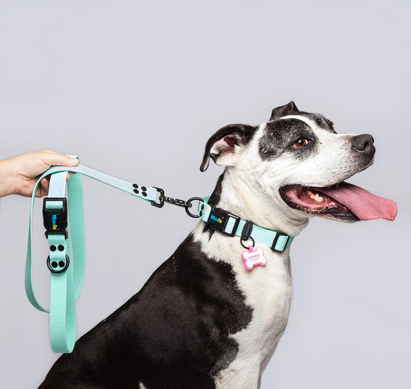 Correa Perros Medianos y Grandes (2.5 Cm de ancho) <b>Colores Glam MIsionPet</b>