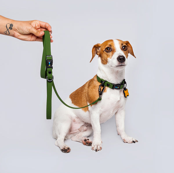 Correa Perros Pequeños (1.6cm de ancho)