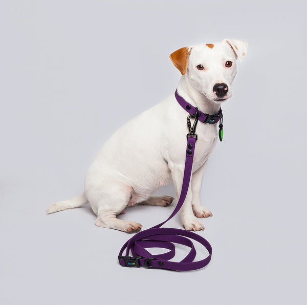 Correa Perros Pequeños (1.6cm de ancho)