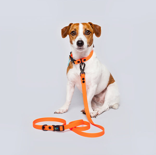 Correa Perros Pequeños (1.6cm de ancho)