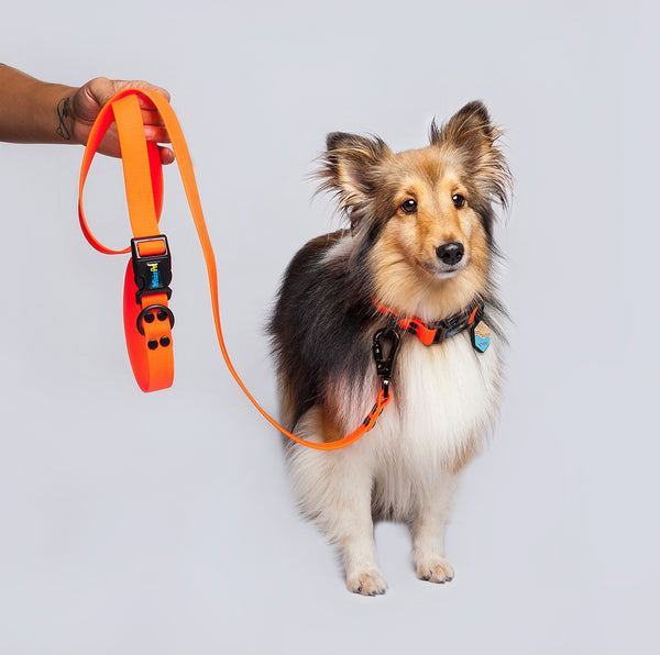 Correa Perros Medianos y Grandes (2.5 Cm de ancho)