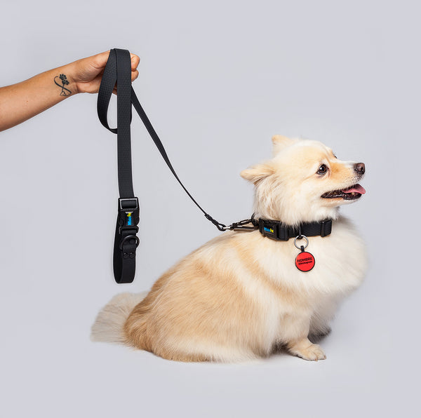 Correa Perros Medianos y Grandes (2.5 Cm de ancho)