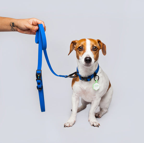 Correa Perros Pequeños (1.6cm de ancho)