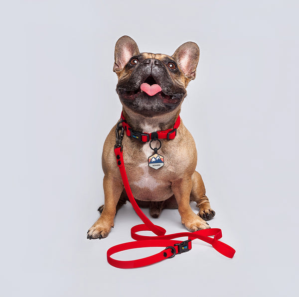 Correa Perros Pequeños (1.6cm de ancho)