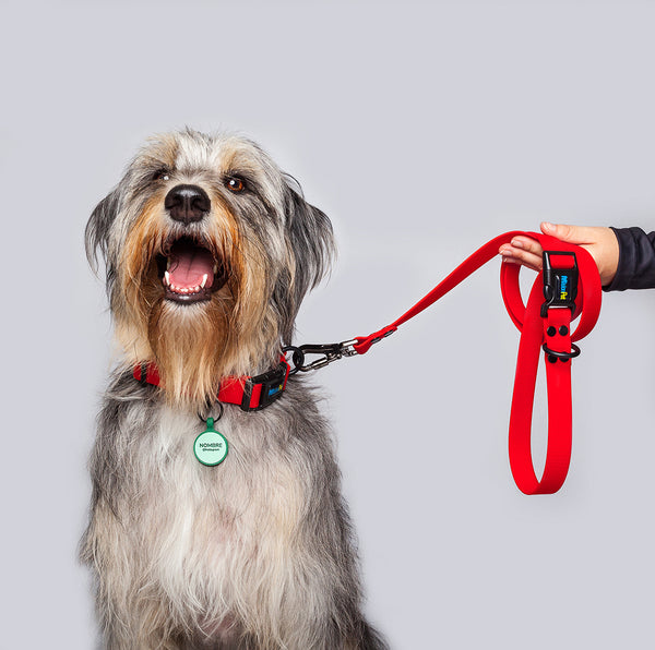 Correa Perros Medianos y Grandes (2.5 Cm de ancho)