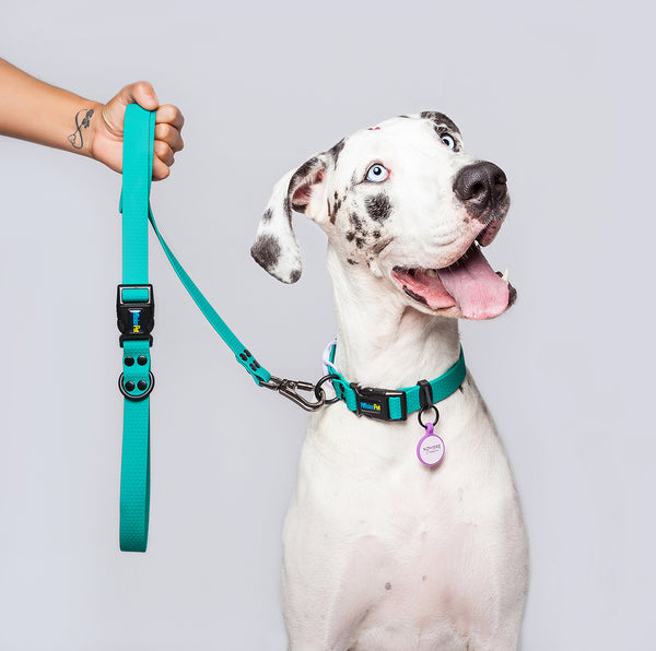 Correa Perros Medianos y Grandes (2.5 Cm de ancho)