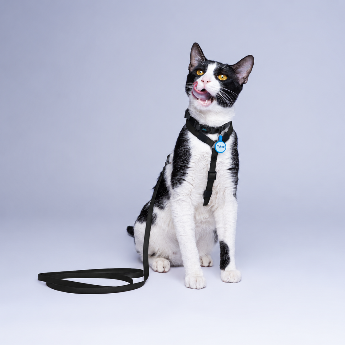 Arnés H Gatos (Mini)