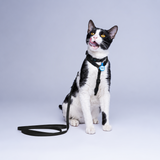 Arnés H Gatos (Mini)