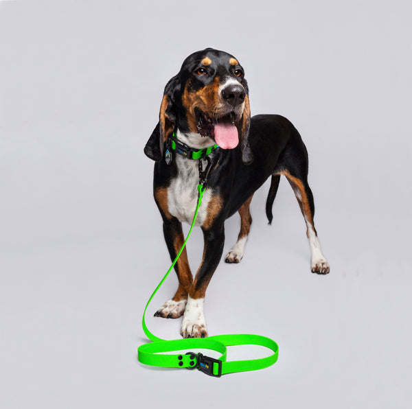 Correa Perros Medianos y Grandes (2.5 Cm de ancho)