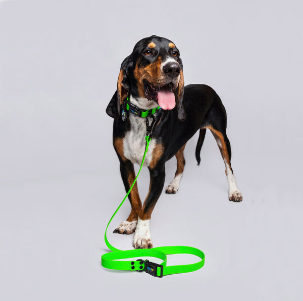 Correa Perros Medianos y Grandes (2.5 Cm de ancho)