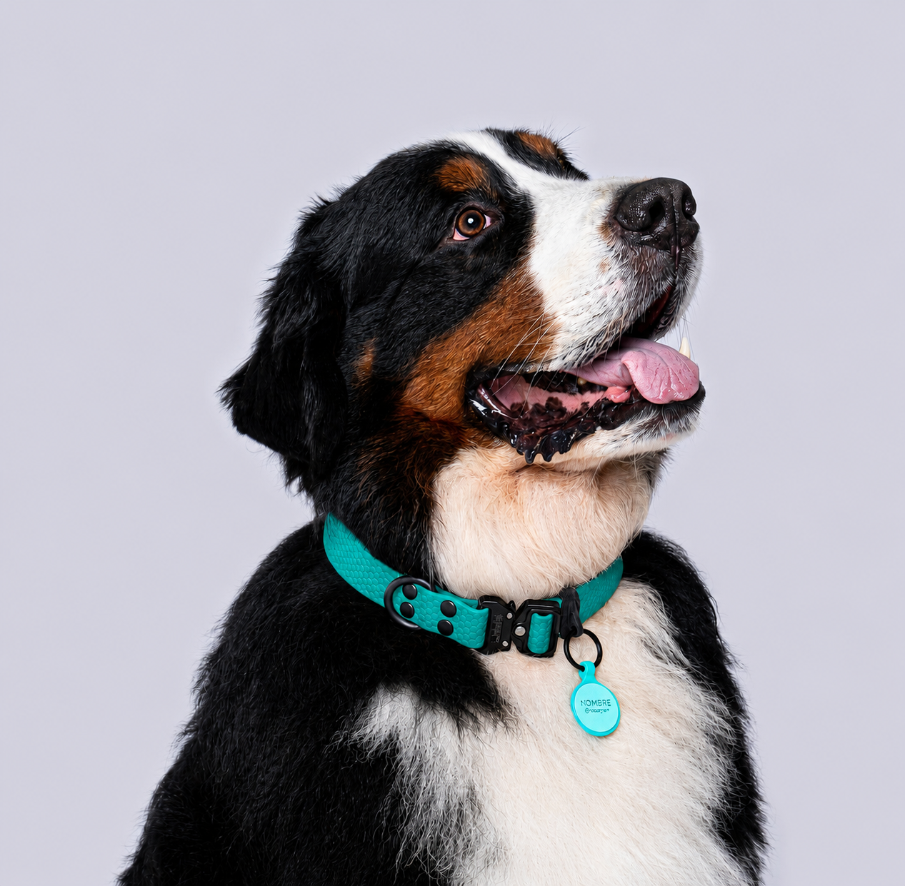 Collar (Extragrandes)