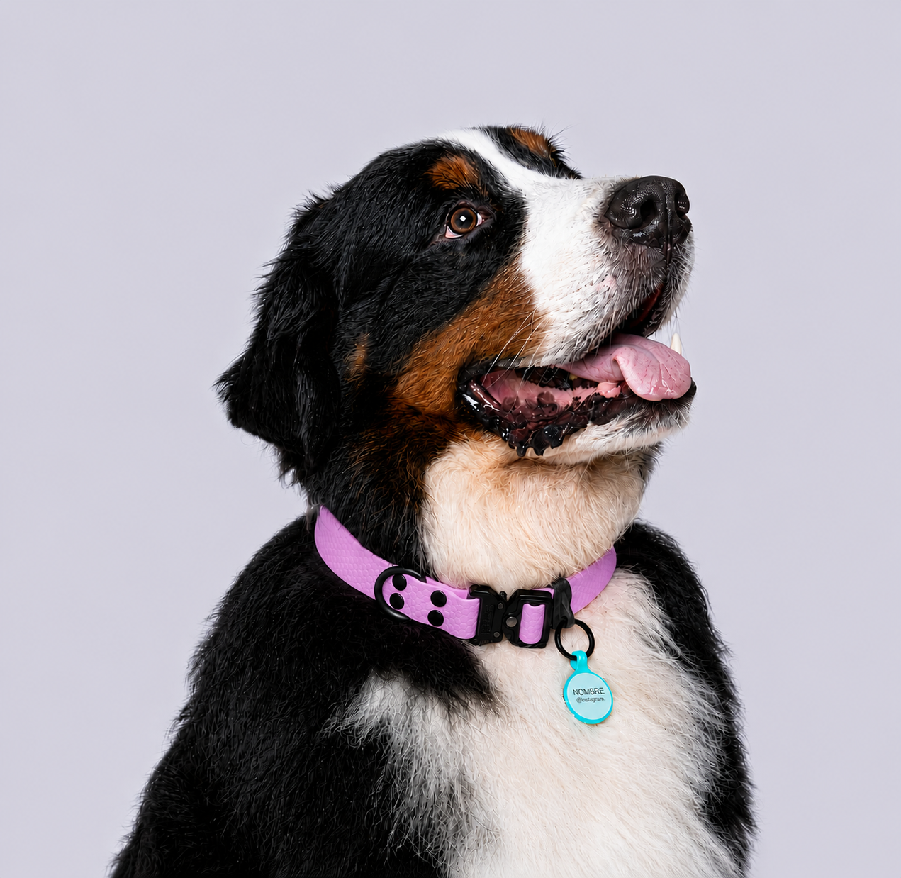 Collar (Extragrandes)