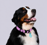 Collar (Extragrandes)