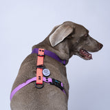 Arnés H (Medianos y Grandes)