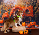 Arnés H (Medianos y Grandes) - Colección Halloween - SALE
