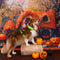 Arnés H 2.5cm Colección Halloween - Combinados