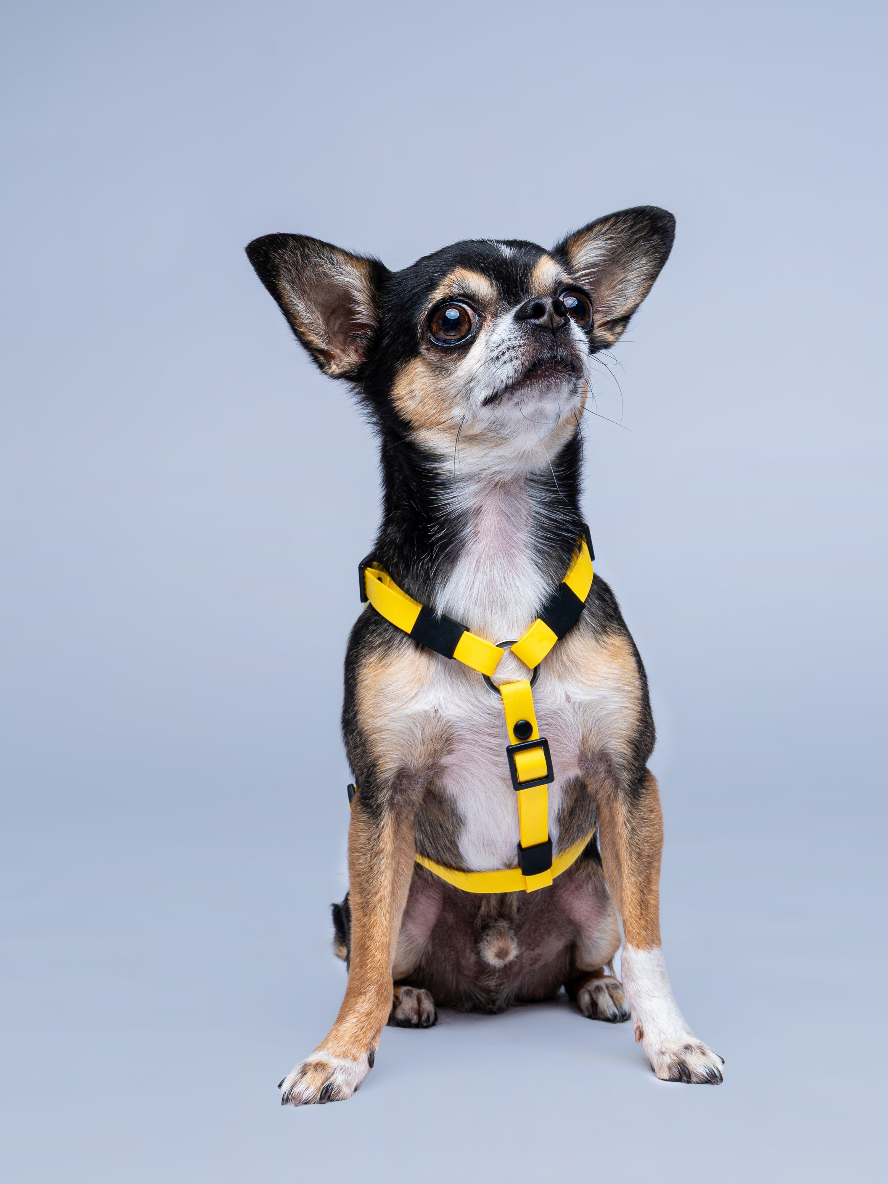 Arnes en H amarillo para perros mini