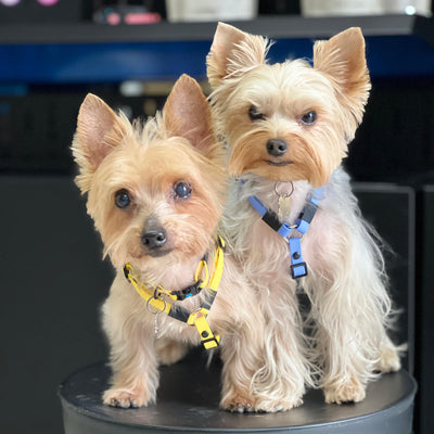 Combo <b>perros mini</b> <br> 1 cm de ancho