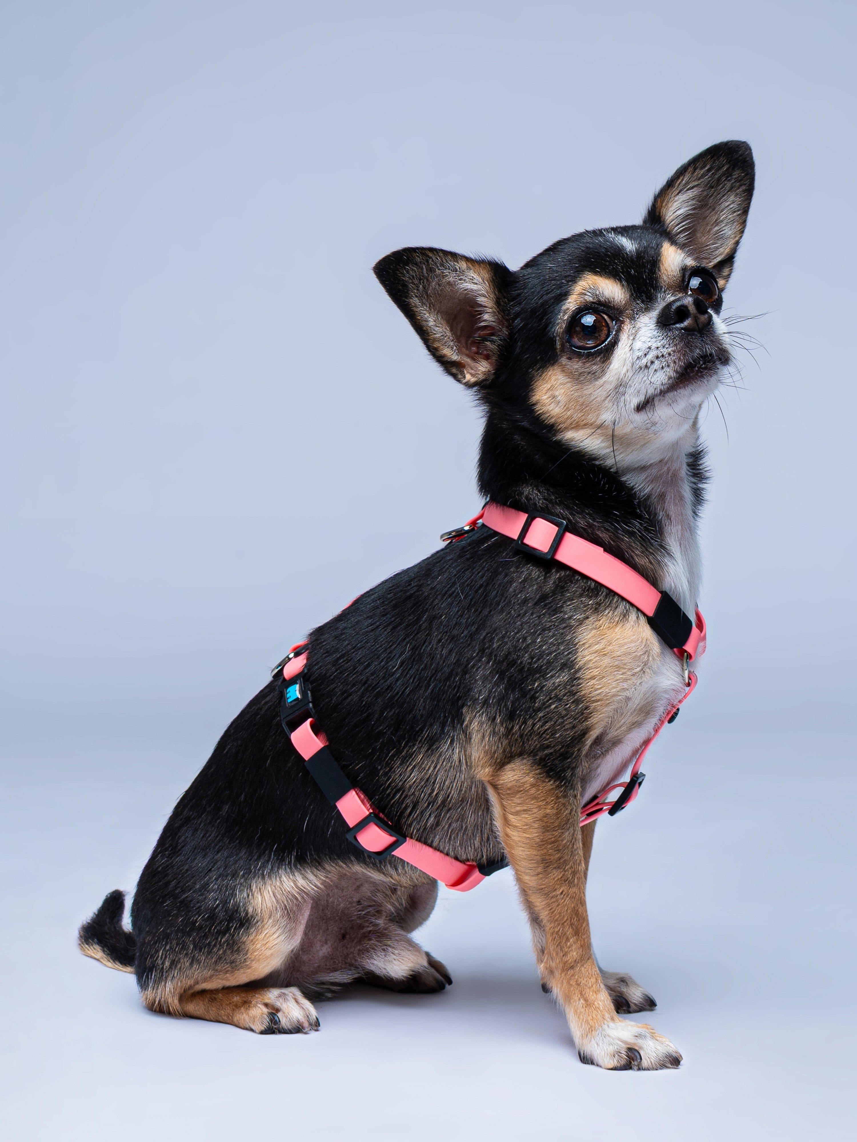 Arnes en H salmon para perros mini
