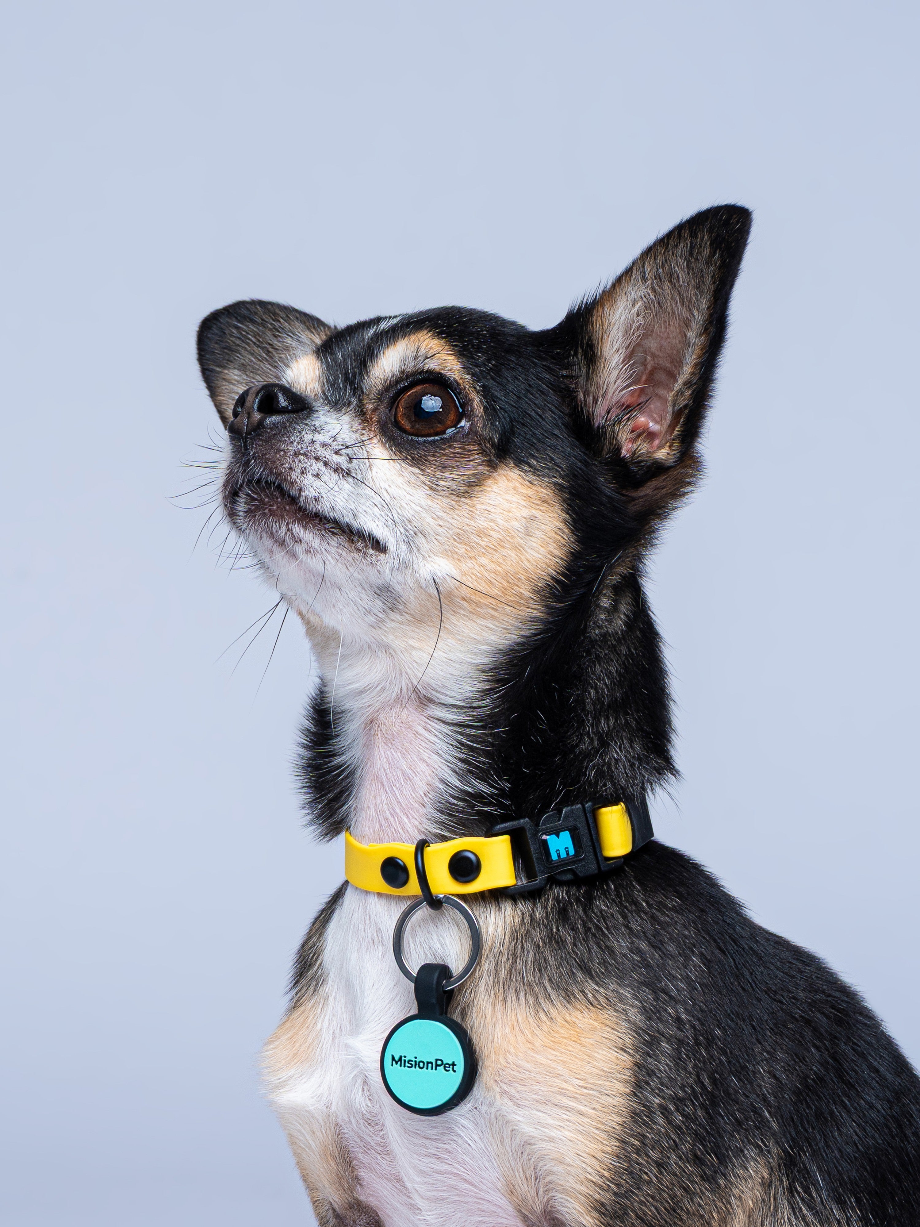 Collar Perros (Mini)