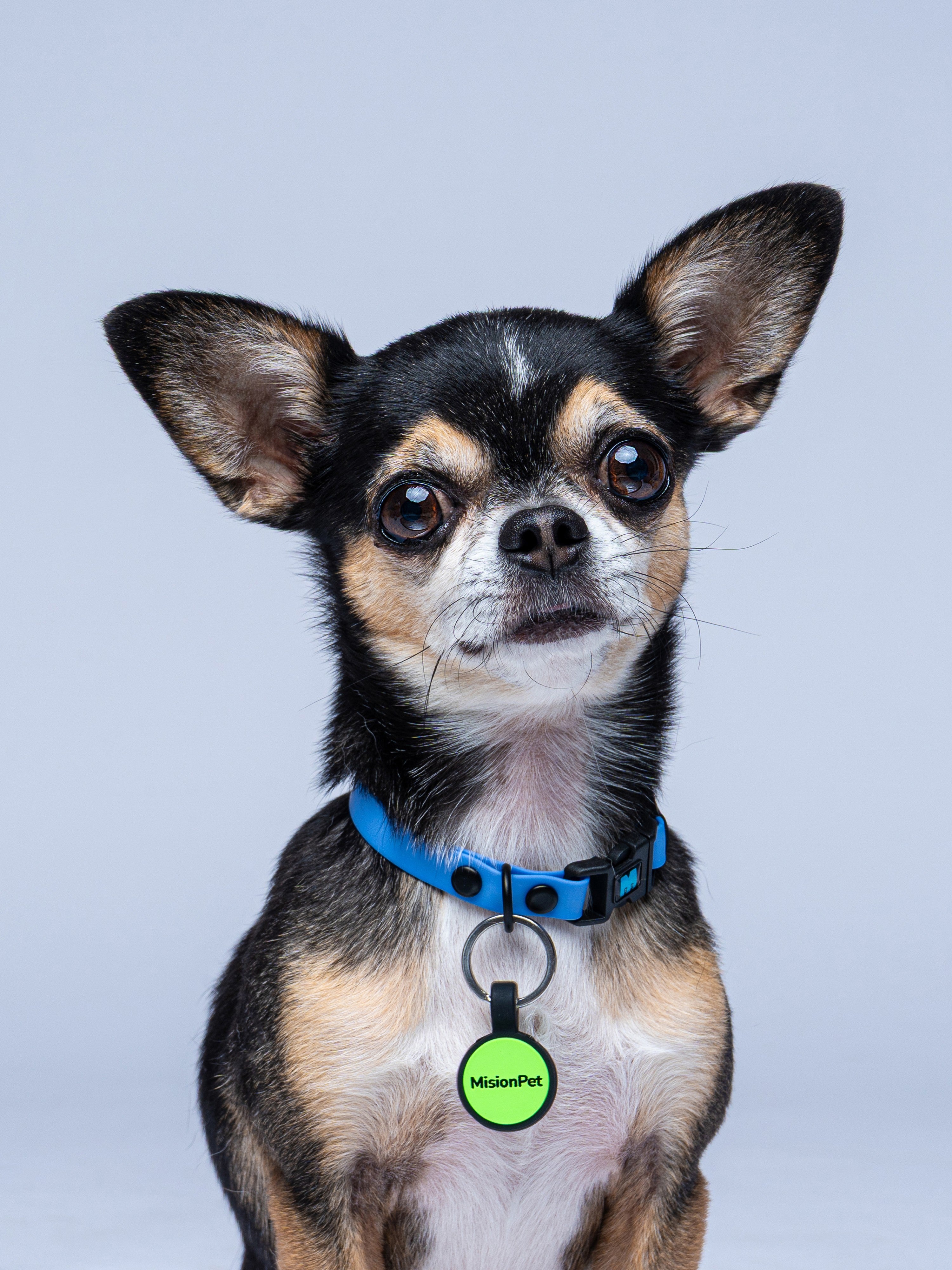 Collar Perros (Mini)