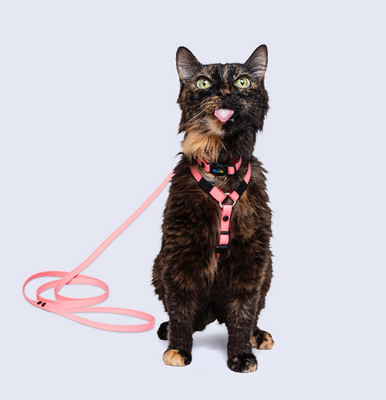 Combo <b>gatos</b>         
1 cm de ancho