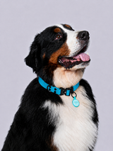 Collar (Extragrandes)