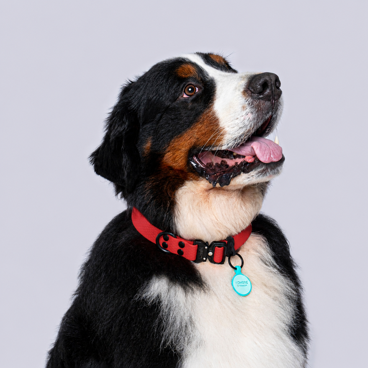 Collar (Extragrandes)