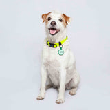 Collar ligero para perros pequeños amarillo neon