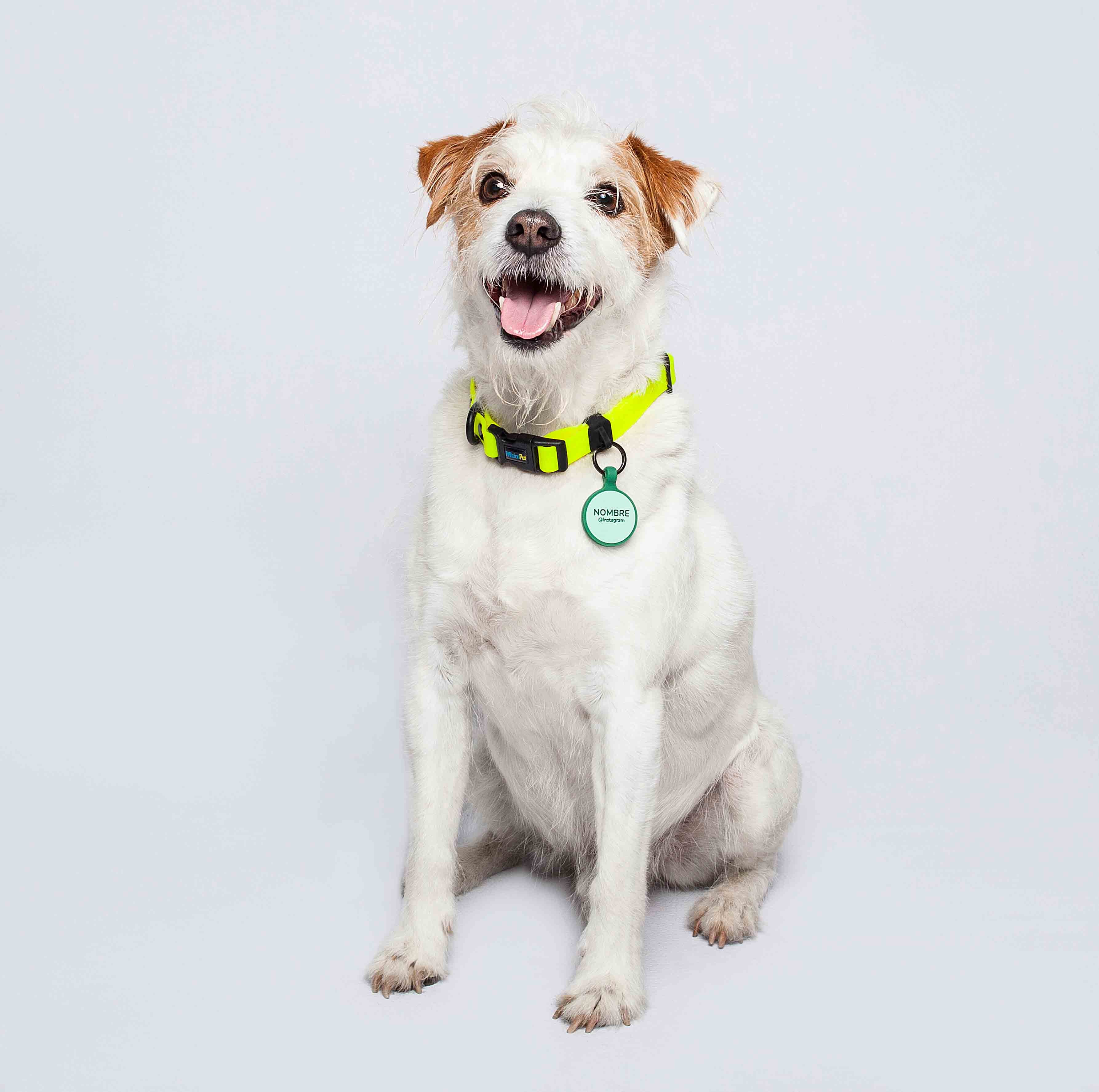 Collar ligero para perros pequeños amarillo neon