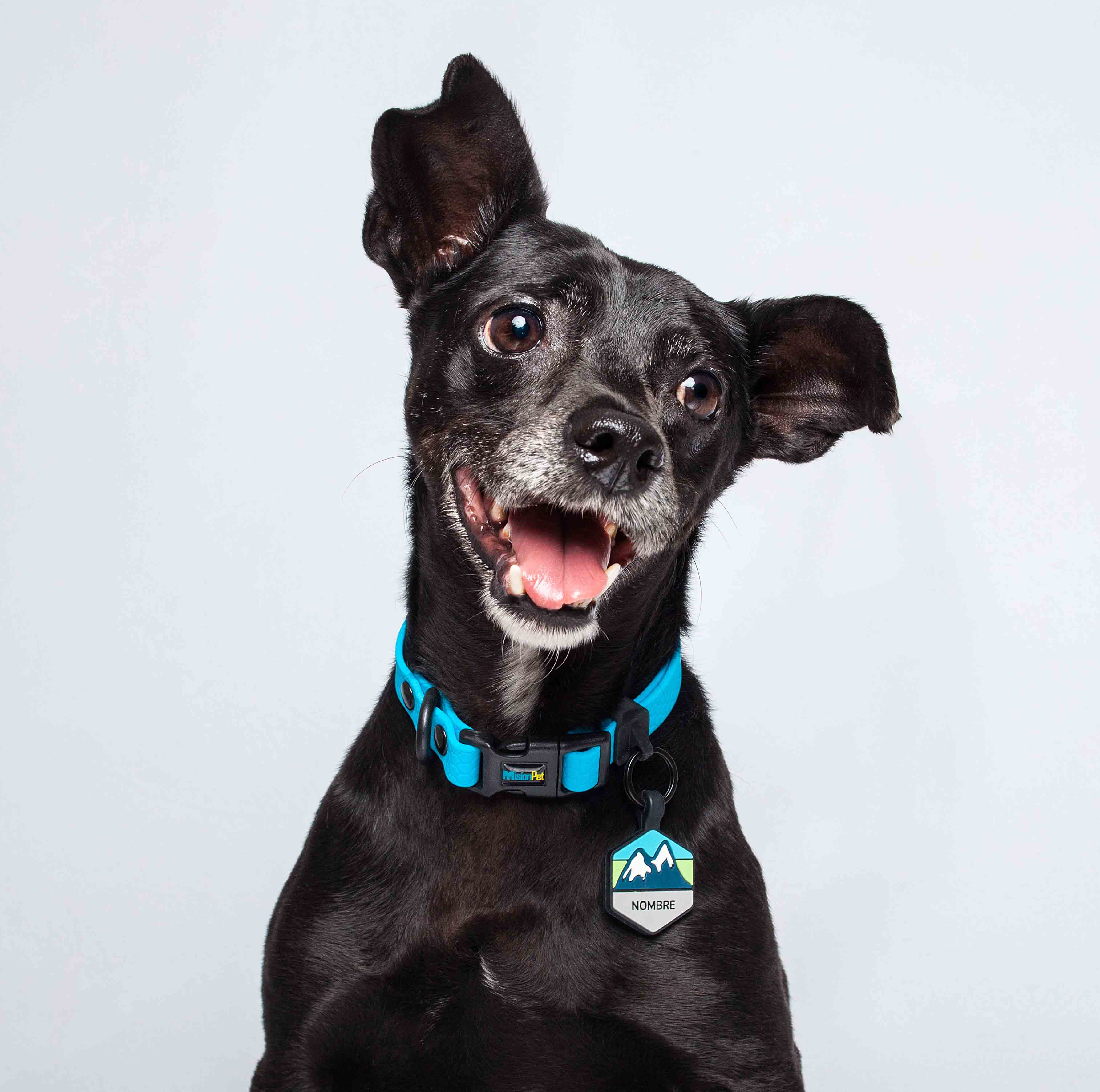 Collar ligero para perros pequeños azul celeste