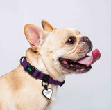 Collar ligero para perros pequeños color morado