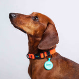 Collar ligero para perros pequeños color naranja