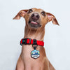 Collar ligero para perros pequeños color rojo