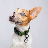 Collar ligero para perros pequeños color verde militar