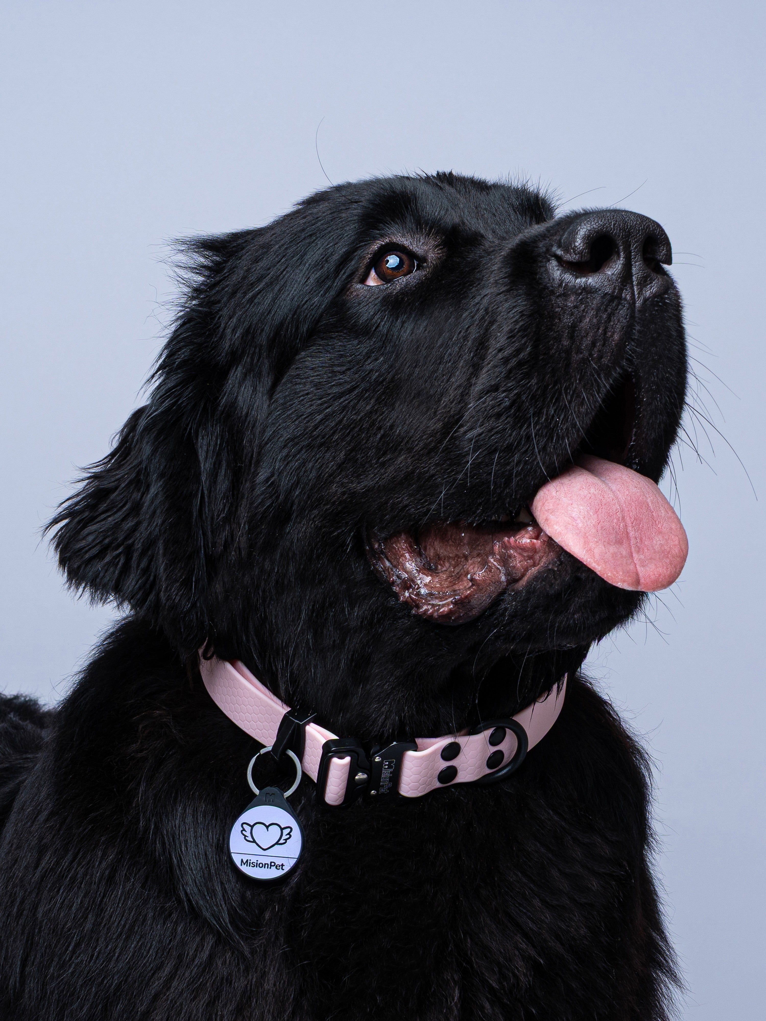 Collar rosa pastel para perros extragrandes