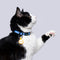 Collar Gatos (Mini)