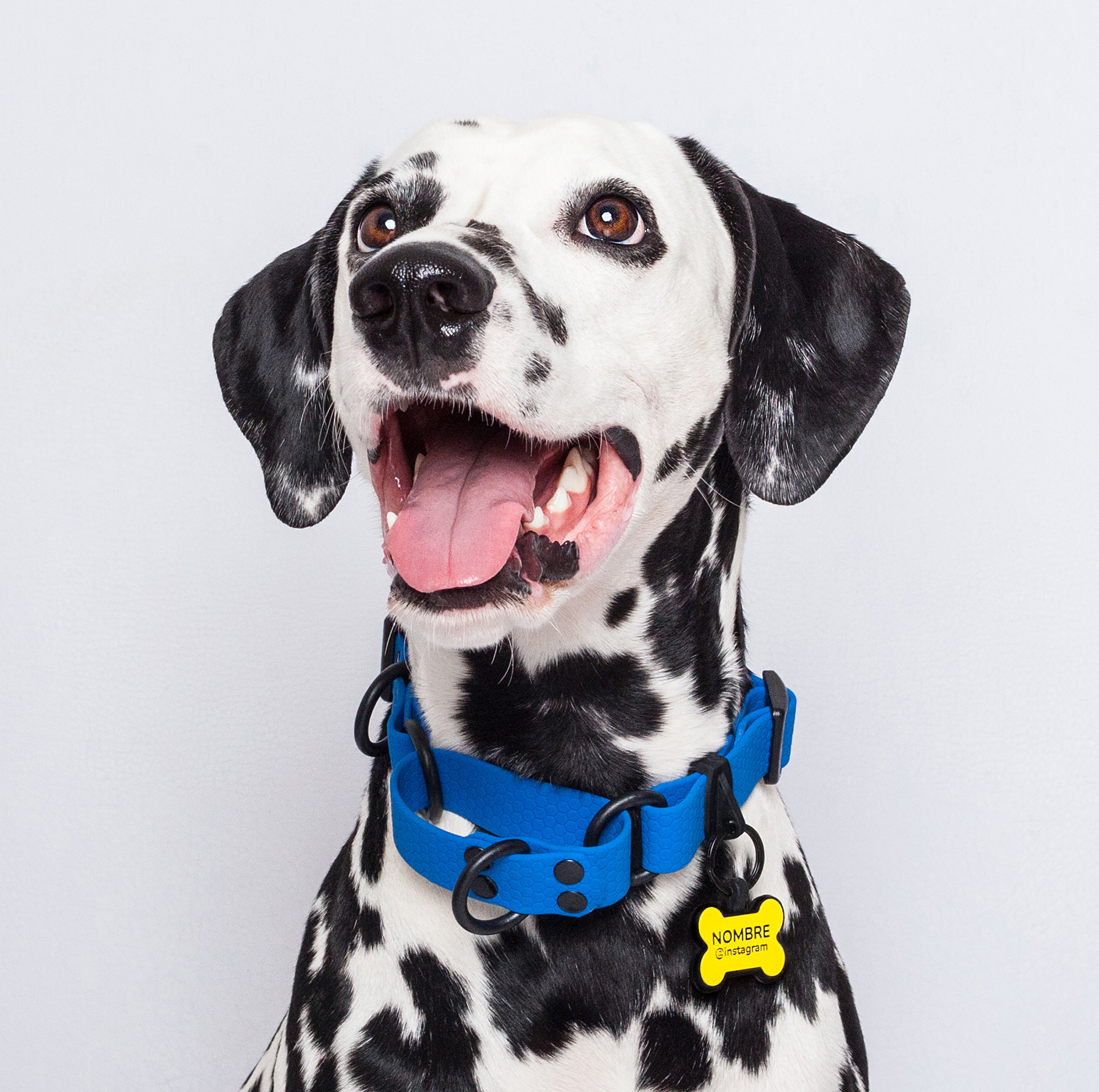 Collar martingale color azul para perros medianos y grandes