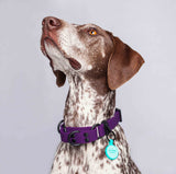Collar martingale color morado para perros medianos y grandes
