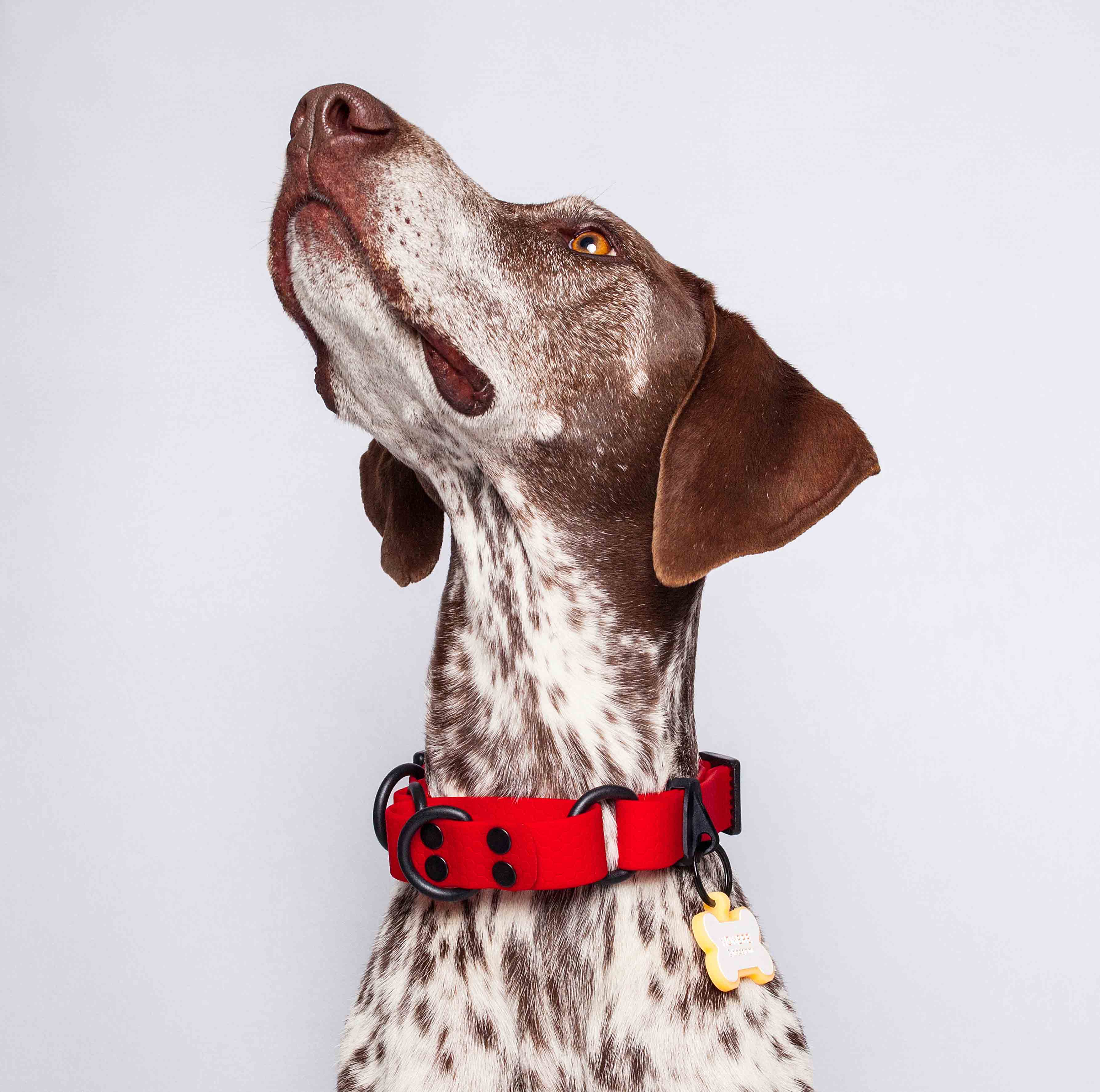 Collar martingale color rojo para perros medianos y grandes