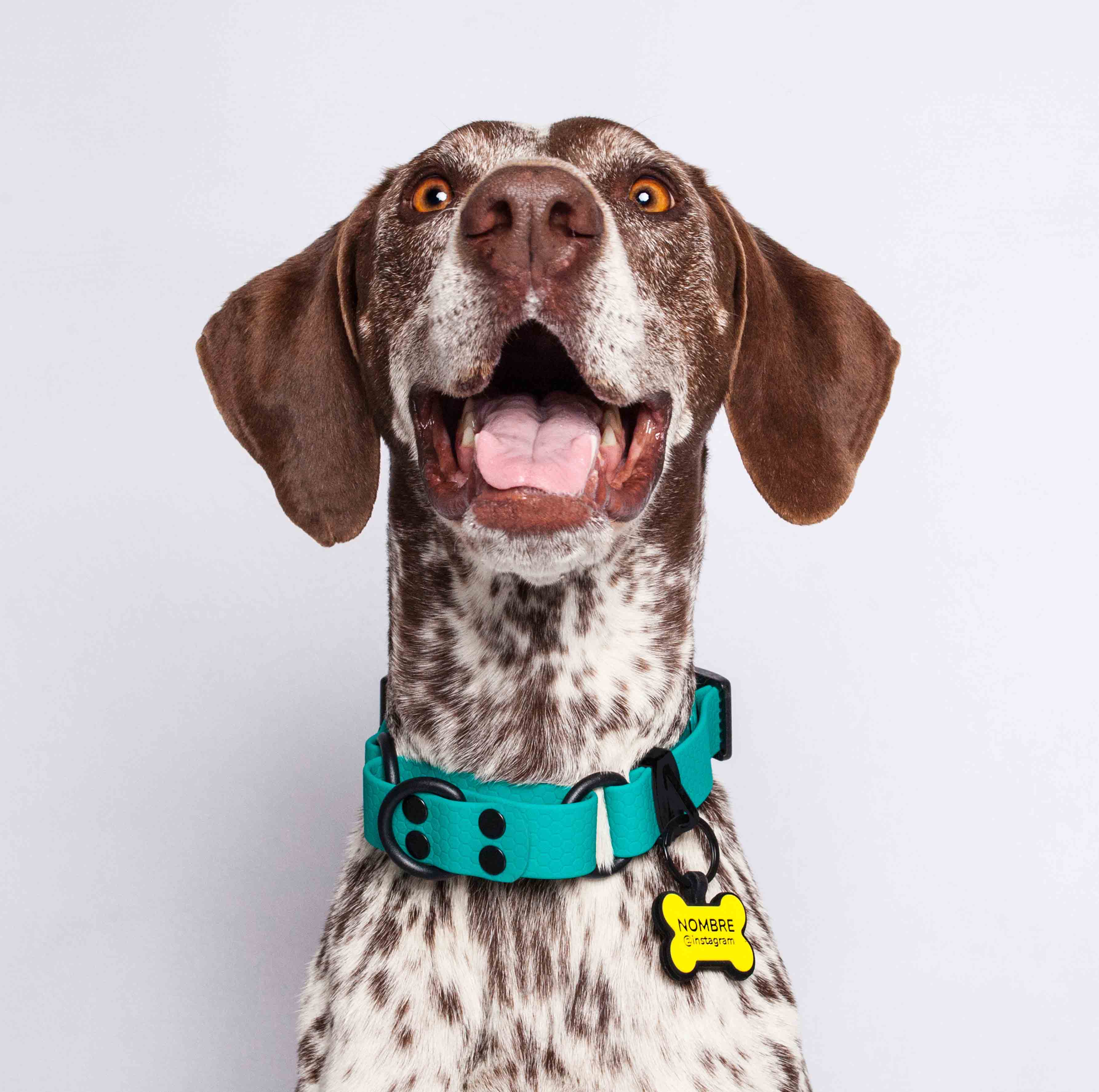 Collar martingale color turquesa para perros medianos y grandes