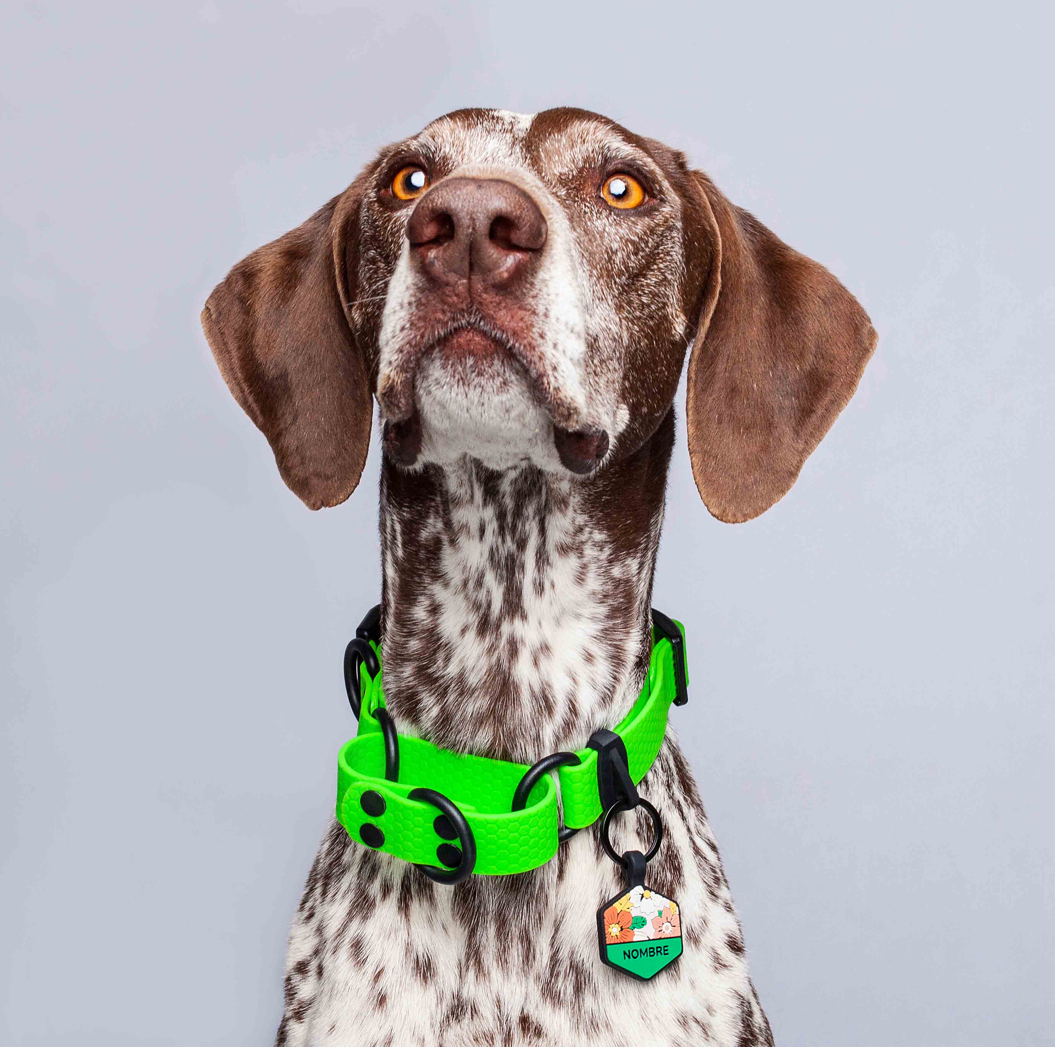 Collar martingale color verde neon para perros medianos y grandes