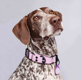 Collar martingale color lavanda para perros medianos y grandes