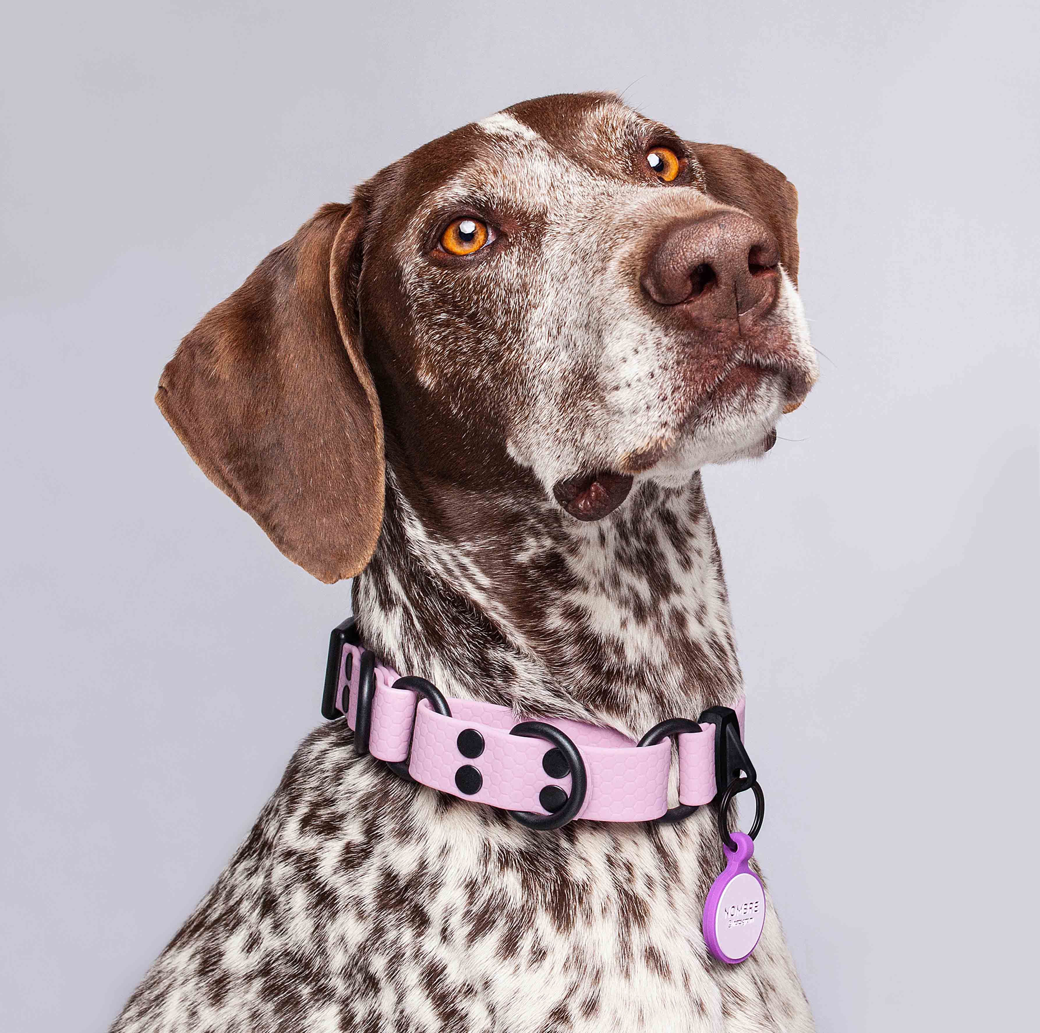 Collar martingale color lavanda para perros medianos y grandes